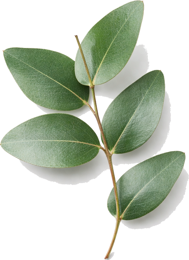 Eucalyptus