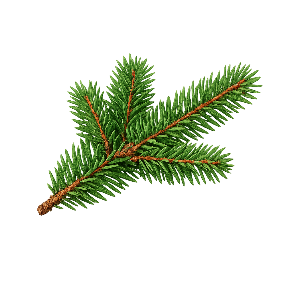 Fir