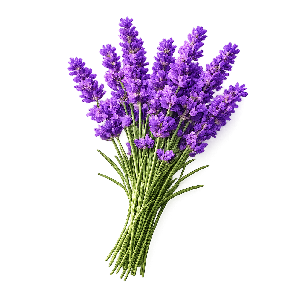 French Lavender