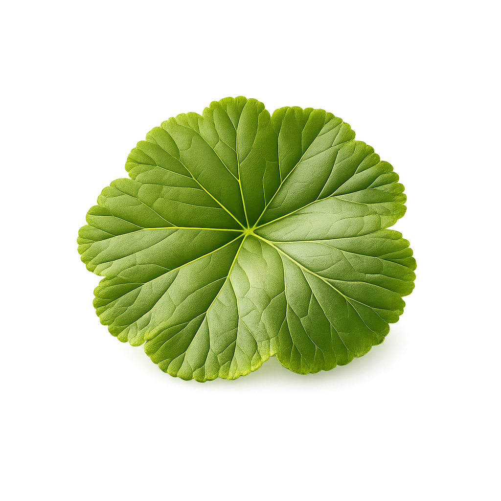 Geranium Leaf