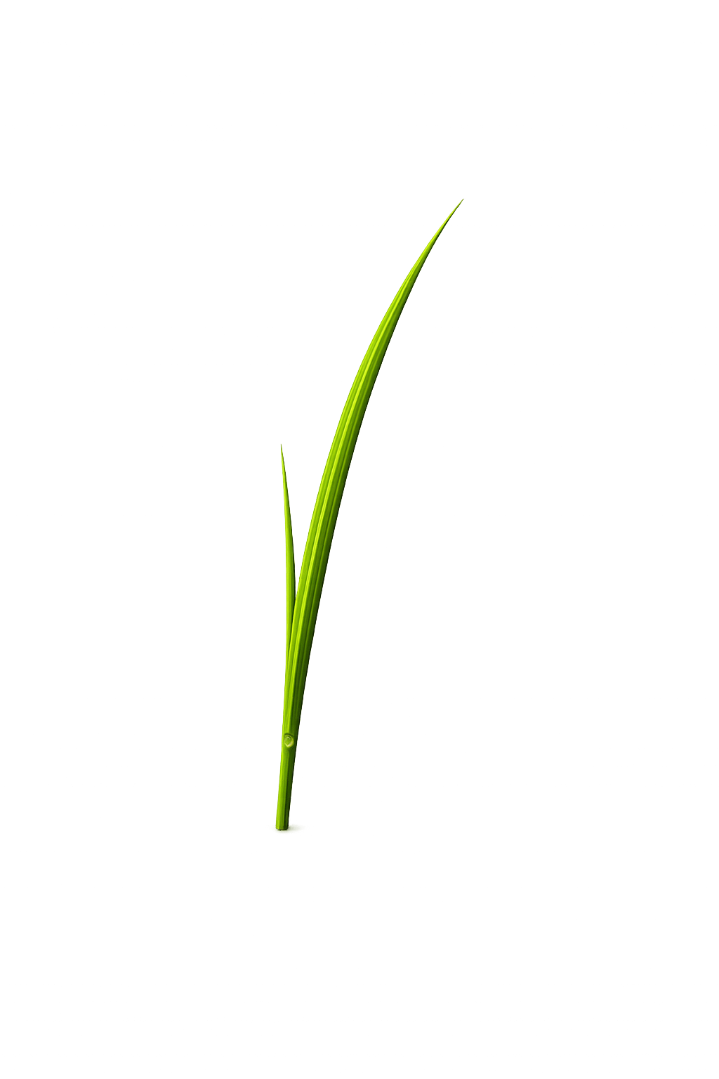 Grass