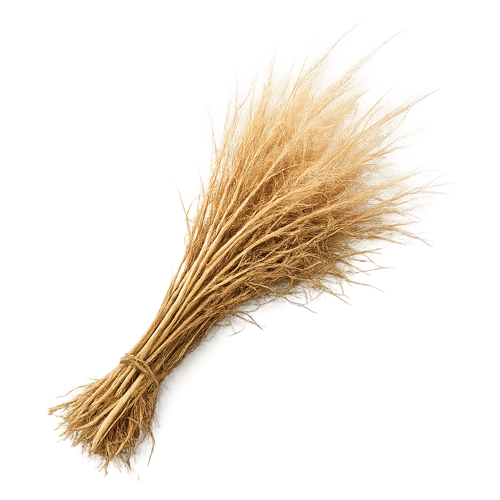 Haitian vetiver