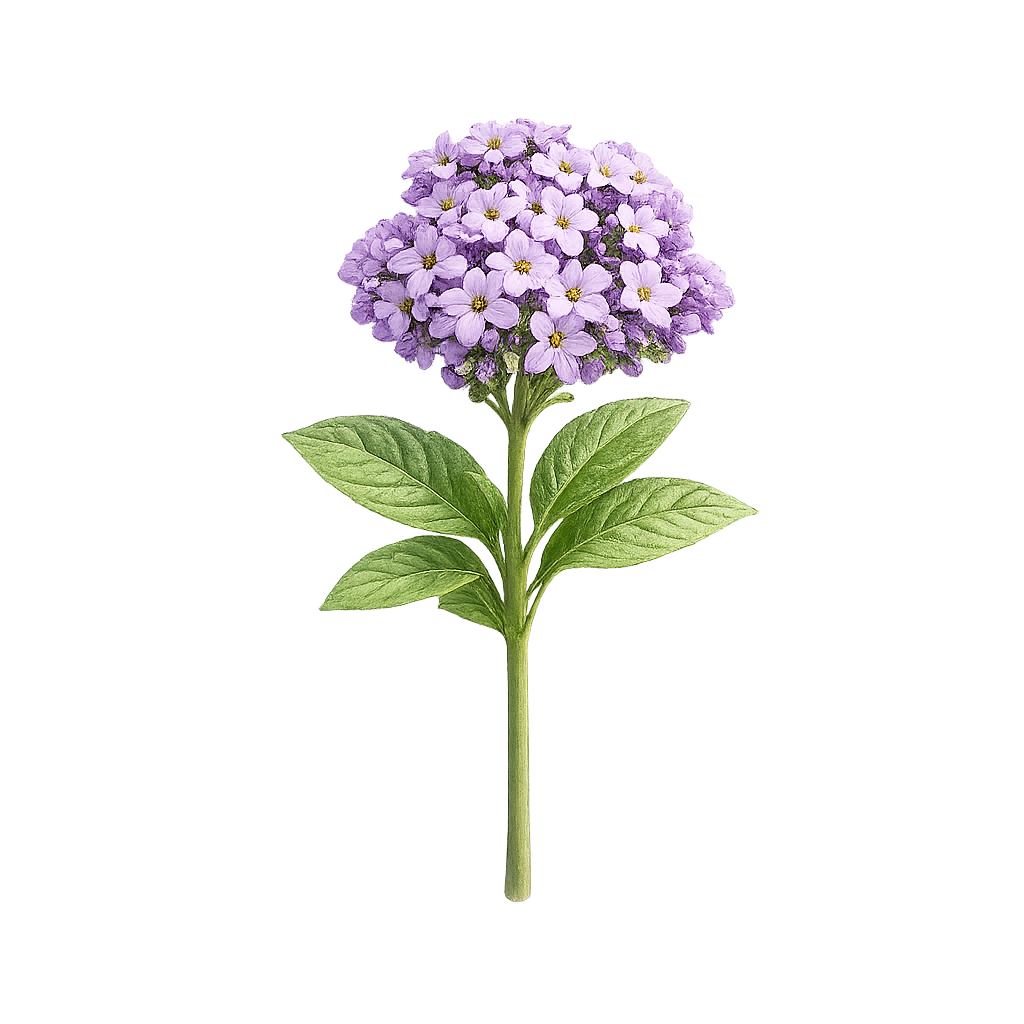Heliotrope