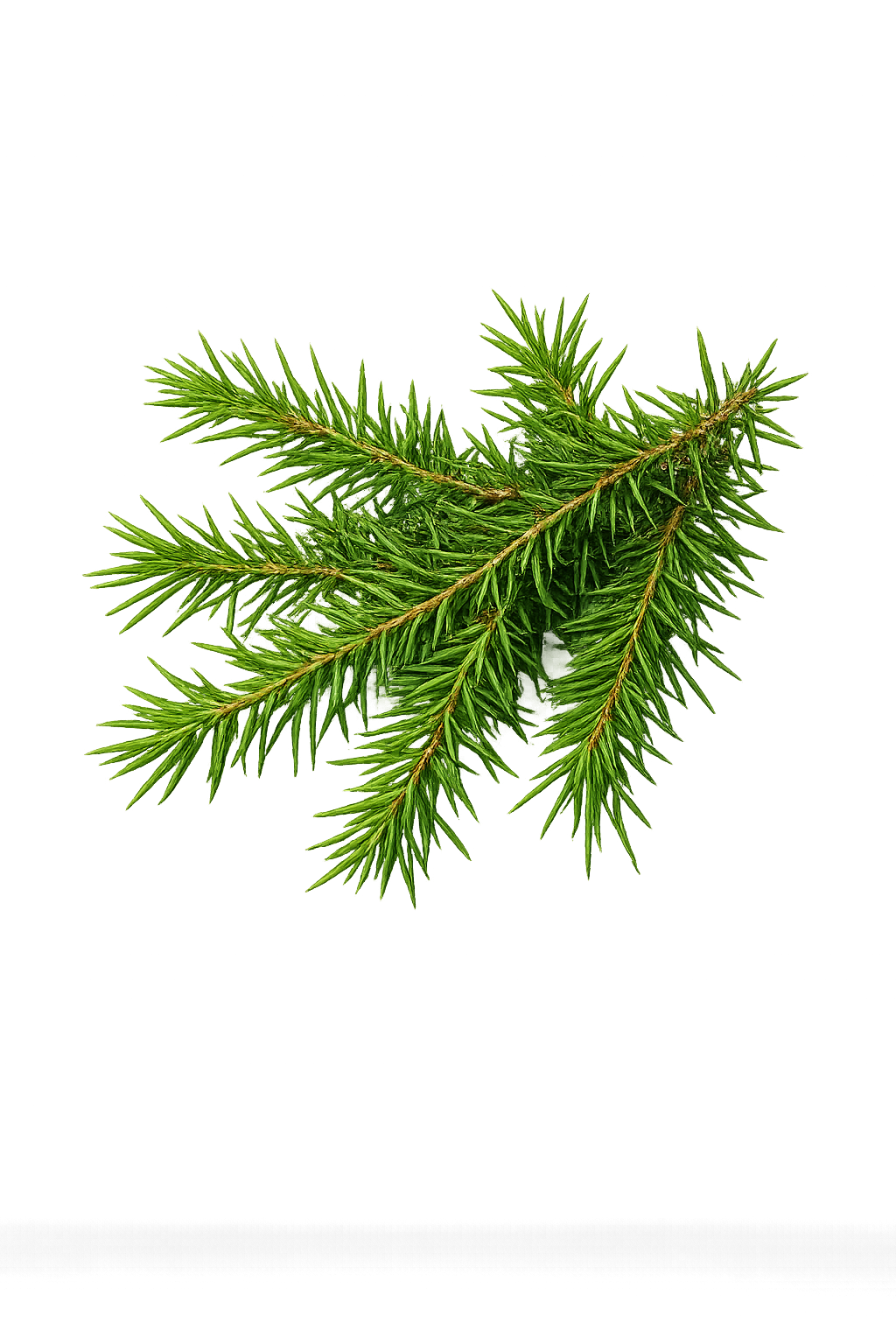 Juniper