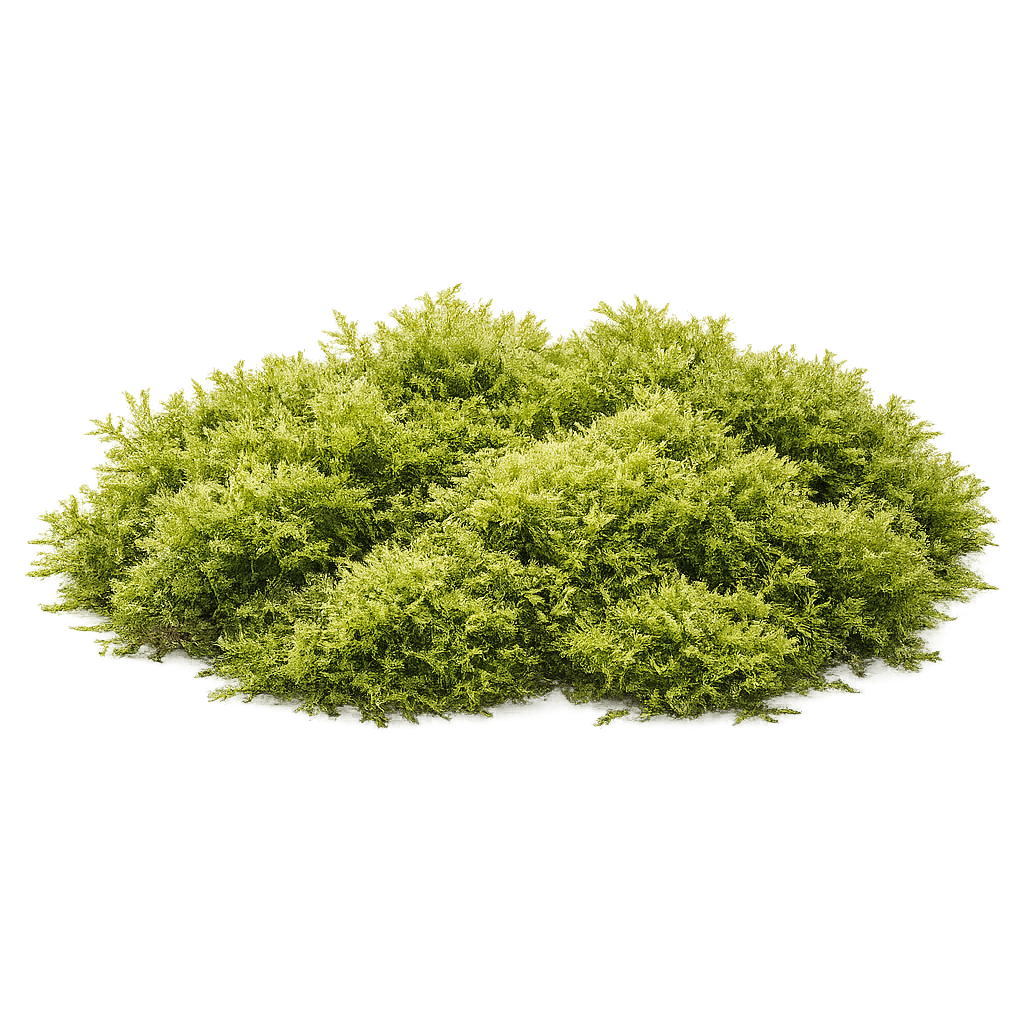 Moss
