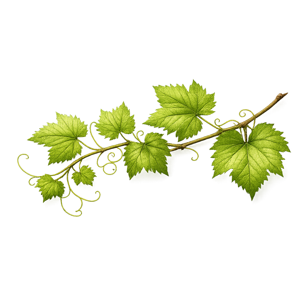 Vines