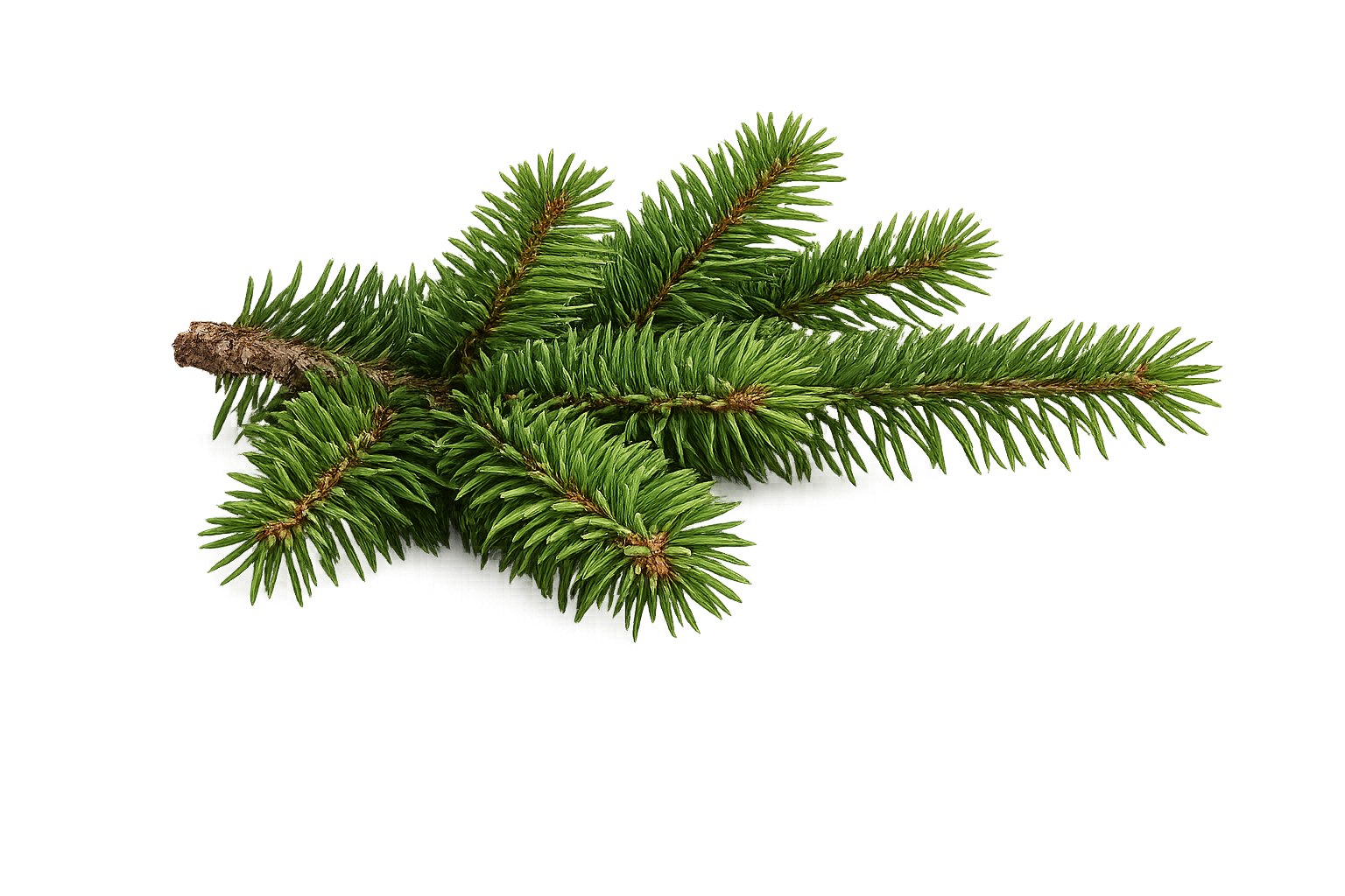 Balsam Fir