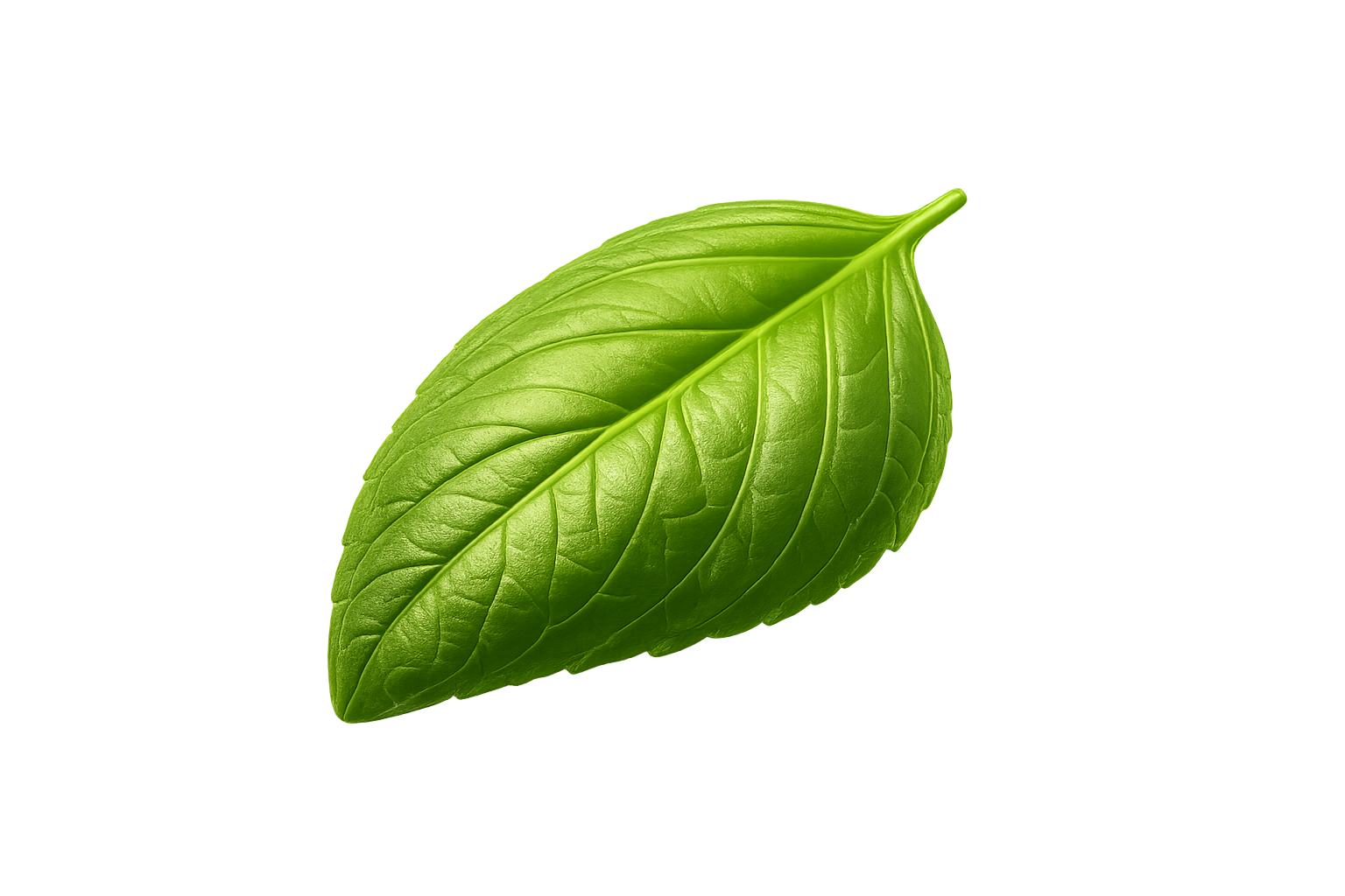 Basil