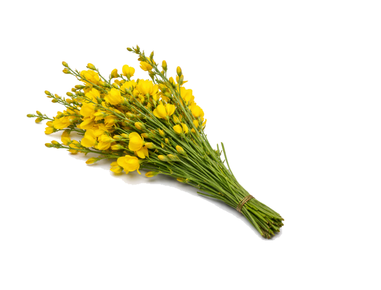 Broom