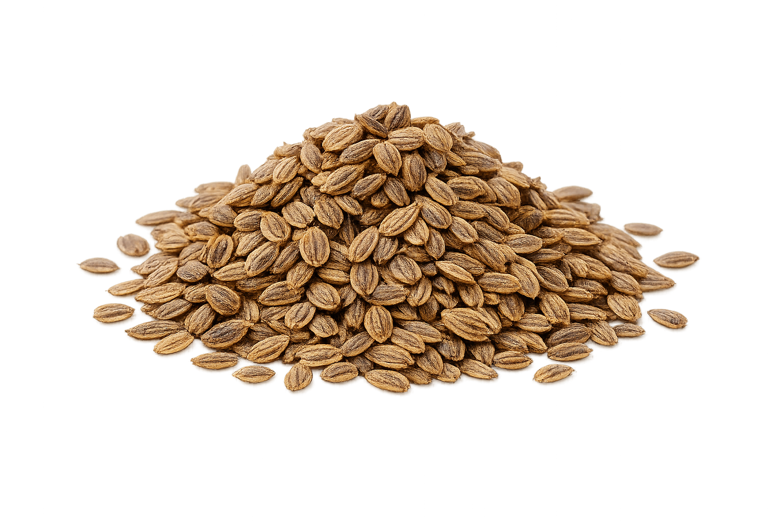 Carrot Seed
