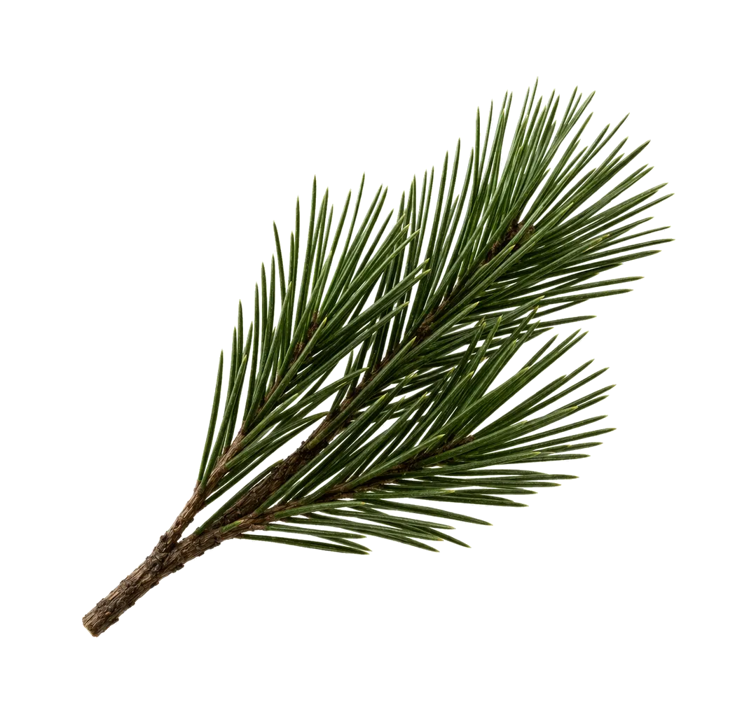 Siberian Pine