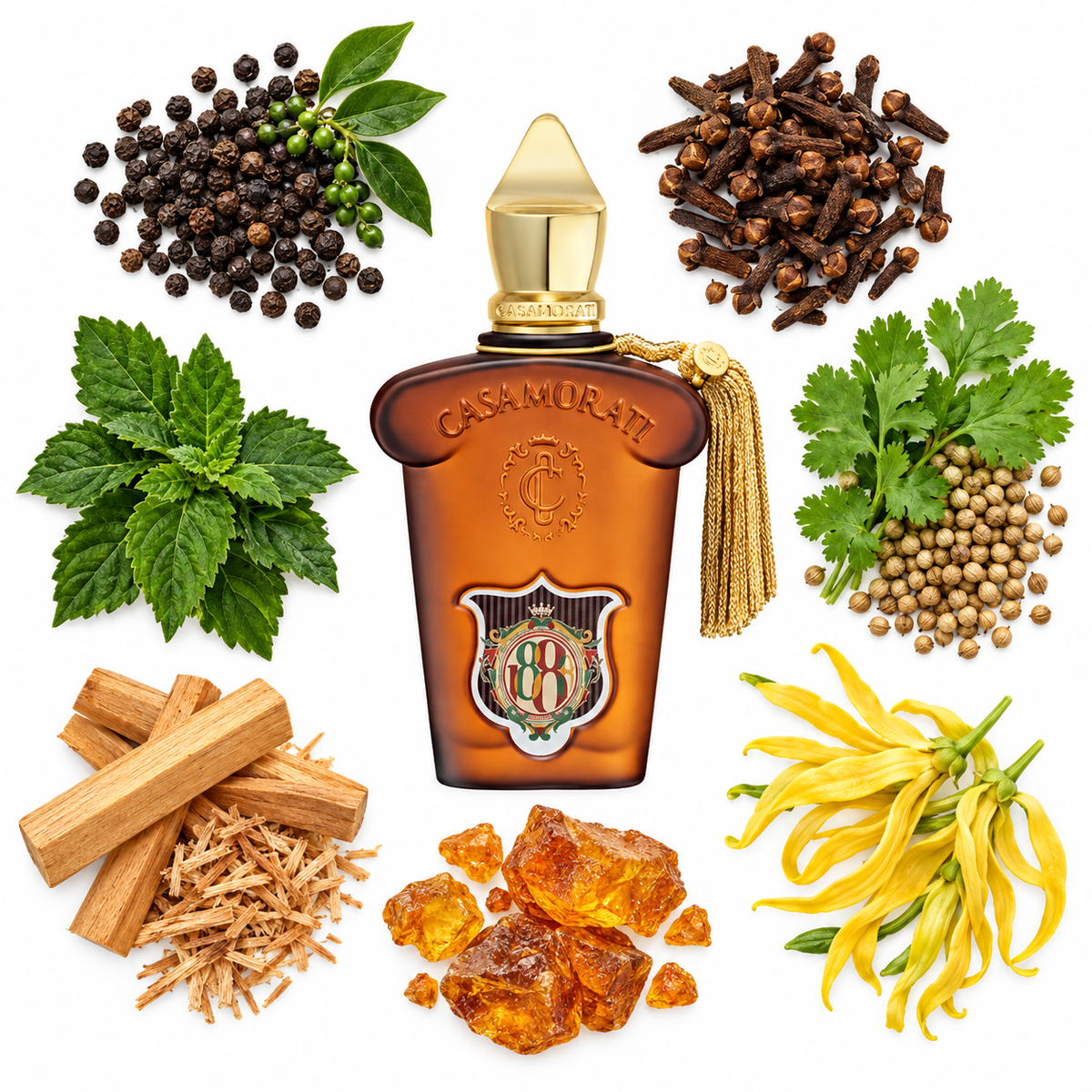 Casamorati 1888 Casamorati 1888 Eau de Parfum with scent notes