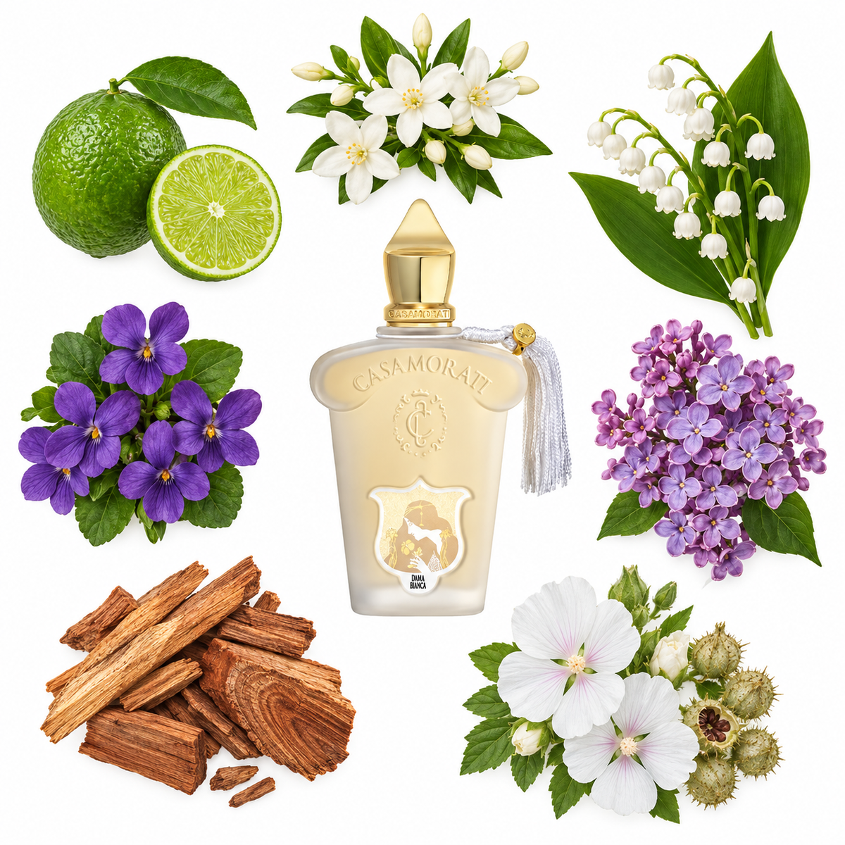 Casamorati 1888 Dama Bianca Eau de Parfum with scent notes