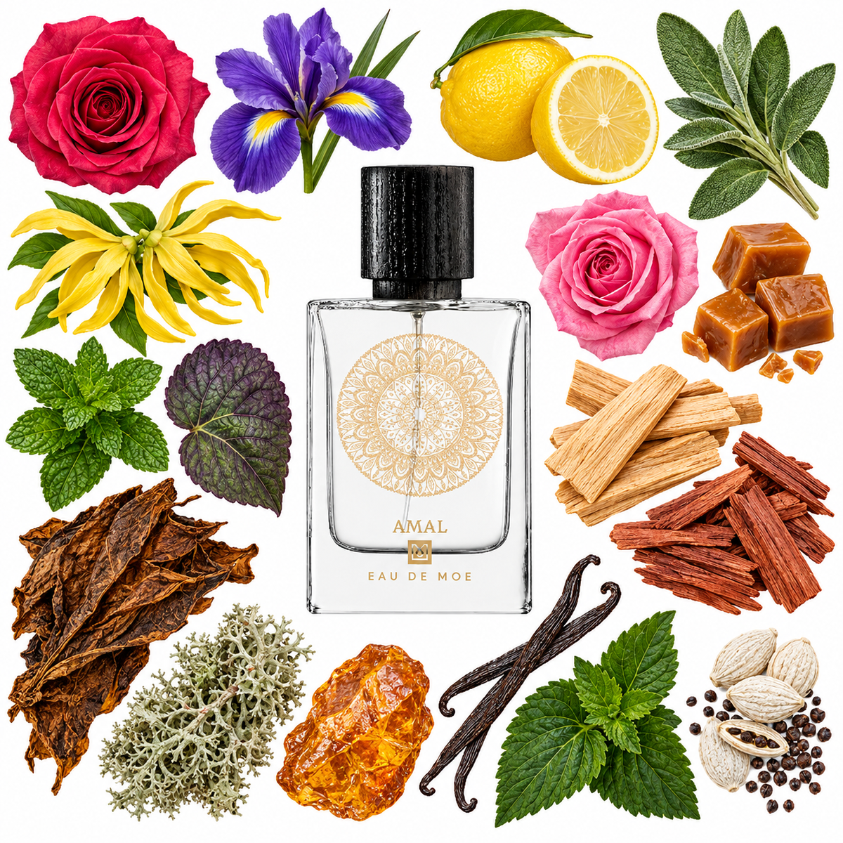 Eau de Moe AMAL Eau de Parfum with scent notes