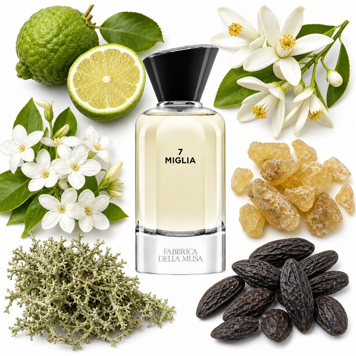 Fabbrica Della Musa 7 Miglia Eau de Parfum with scent notes