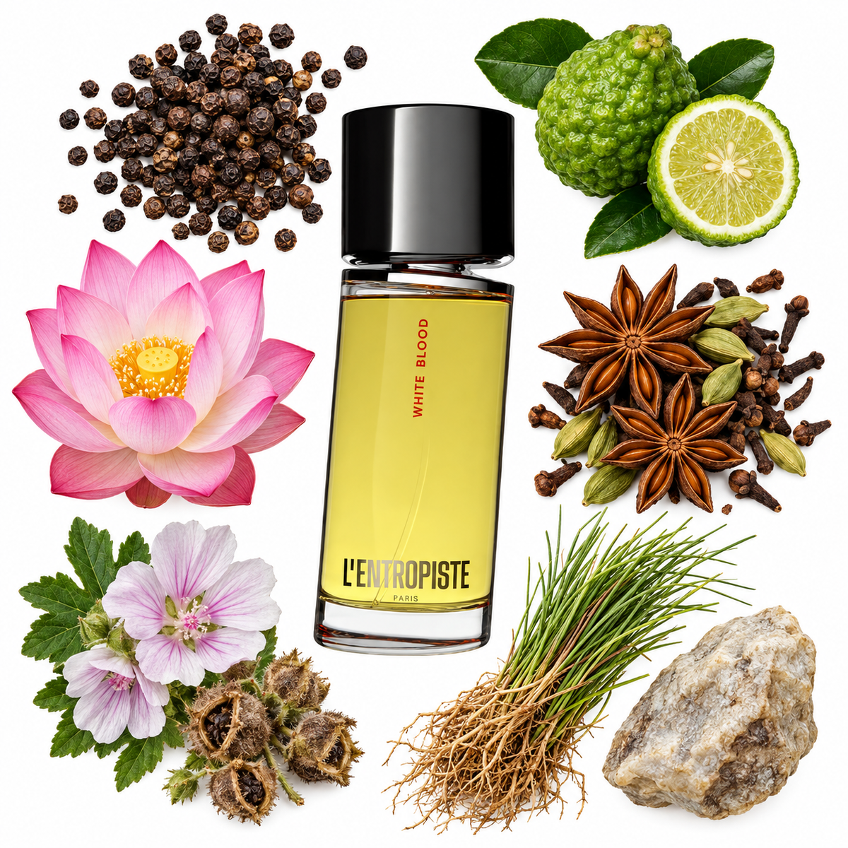 L'Entropiste White Blood Eau de Parfum with scent notes