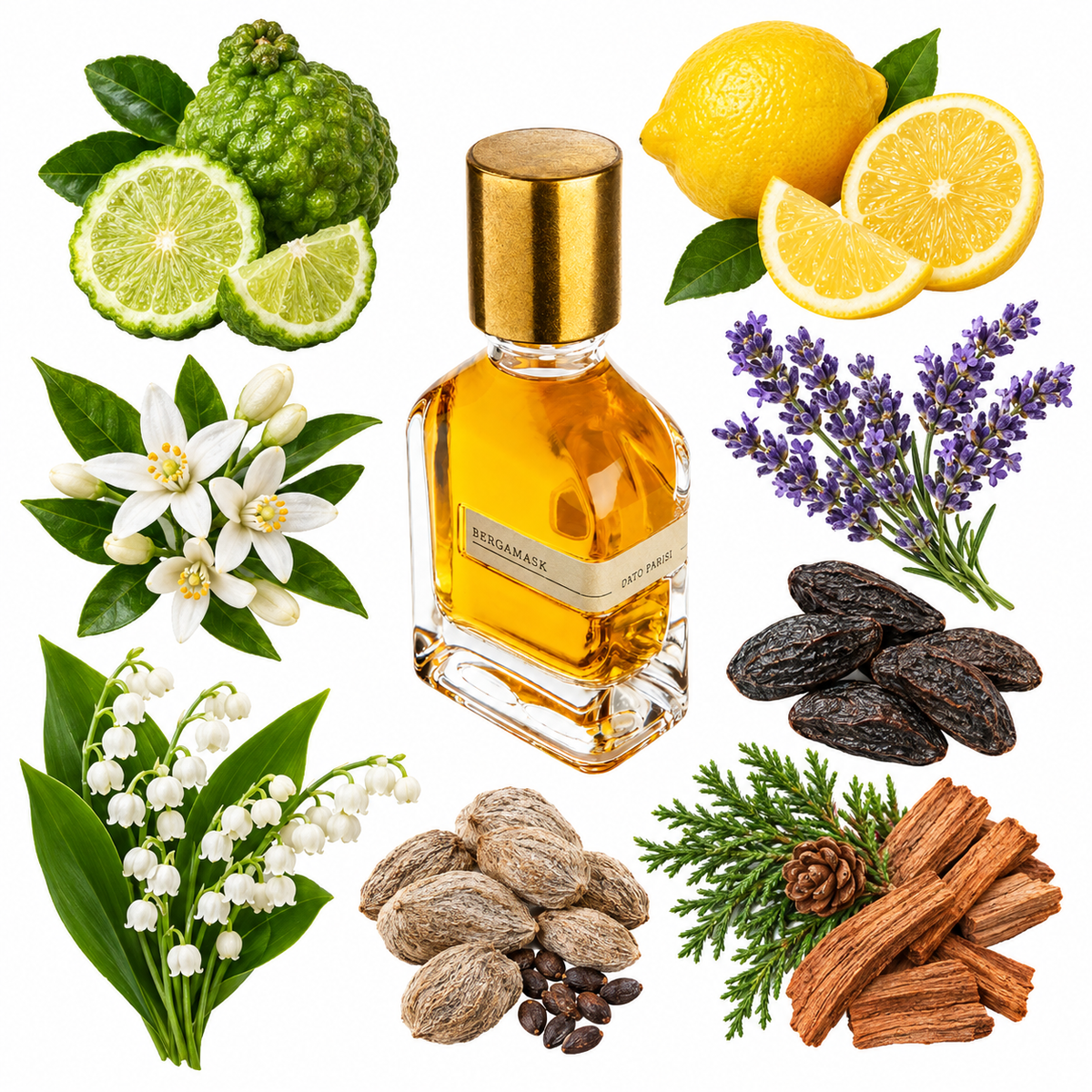 Orto Parisi Bergamask Eau de Parfum with scent notes
