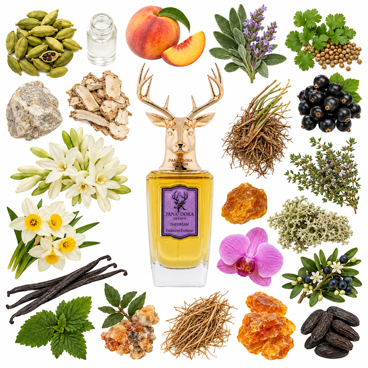 Pana Dora Daydream Eau de Parfum with scent notes