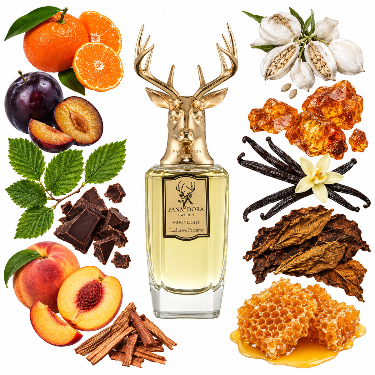 Pana Dora Moonlight Eau de Parfum with scent notes