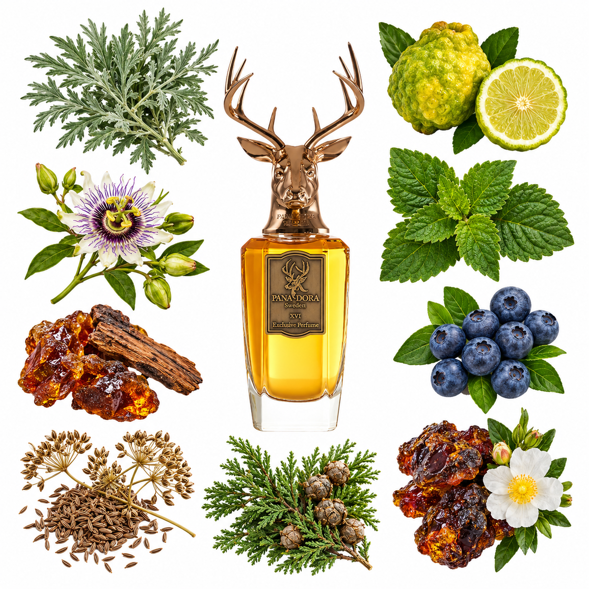 Pana Dora XVI- Sweet Wood Eau de Parfum with scent notes