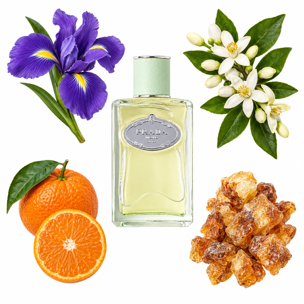 Prada Infusion D'Iris Eau de Parfum with scent notes
