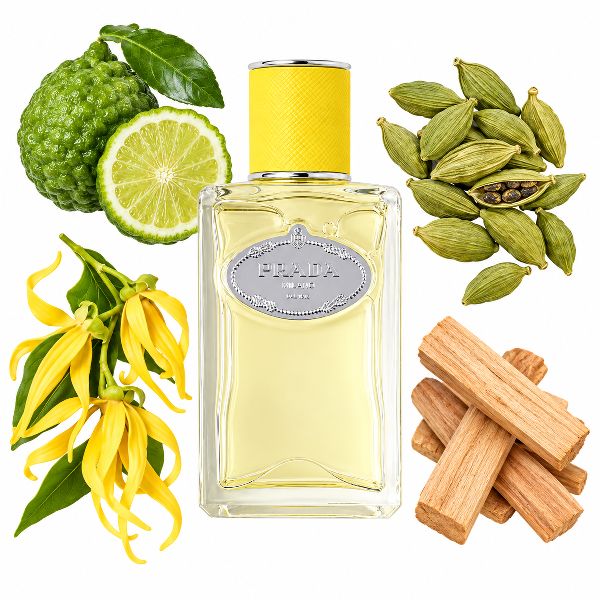 Prada Infusion D'Ylang Eau de Parfum with scent notes