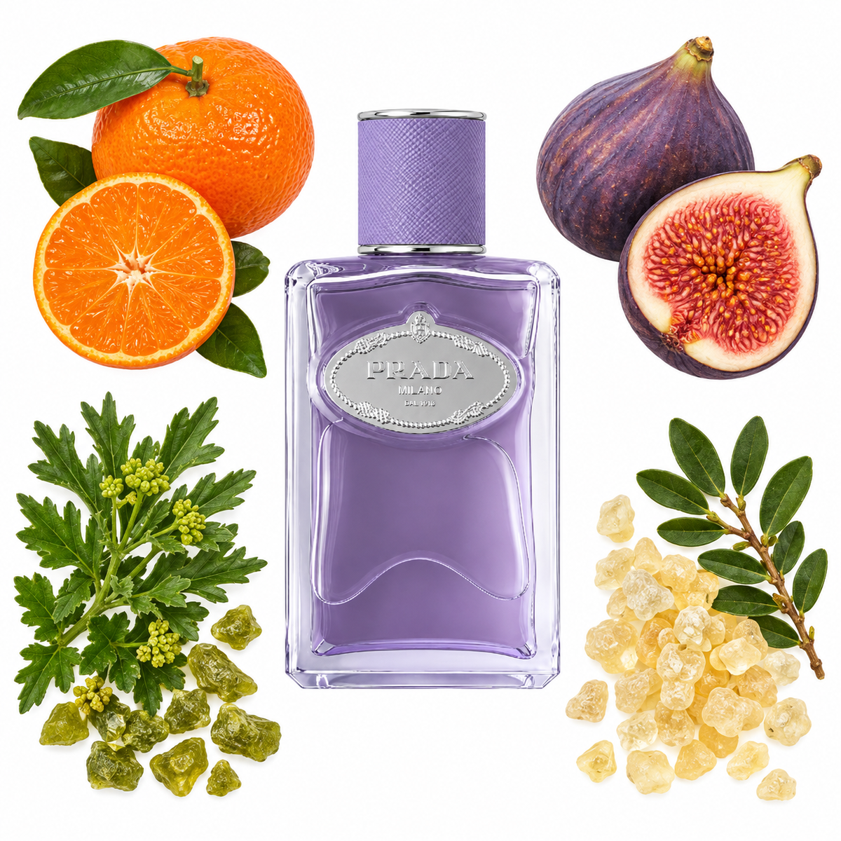 Prada Infusion de Figue Eau de Parfum with scent notes