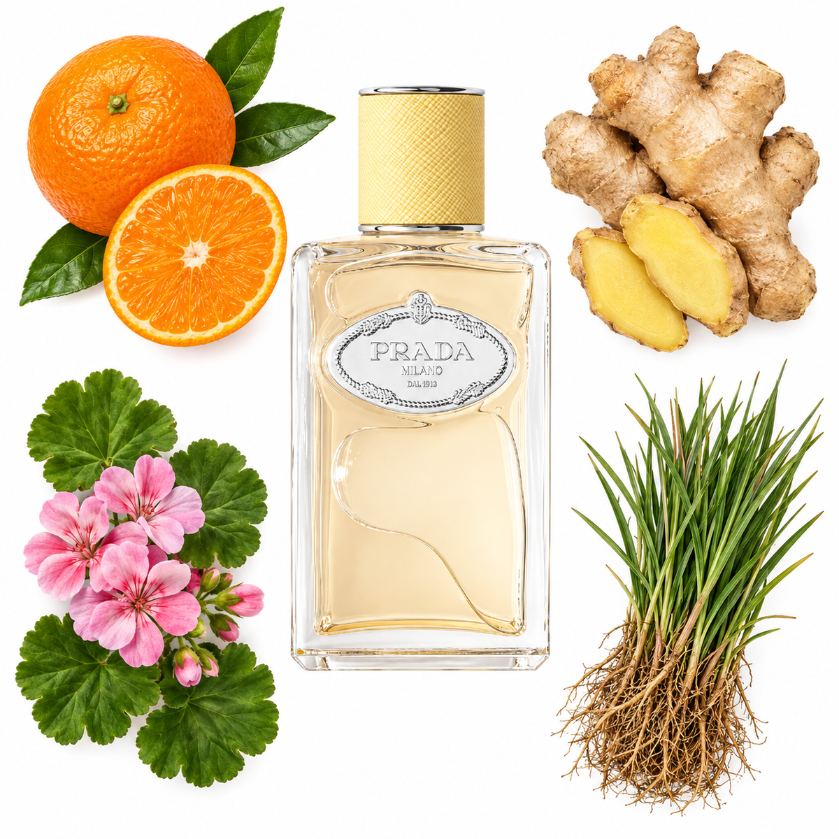 Prada Infusion de Gingembre Eau de Parfum with scent notes