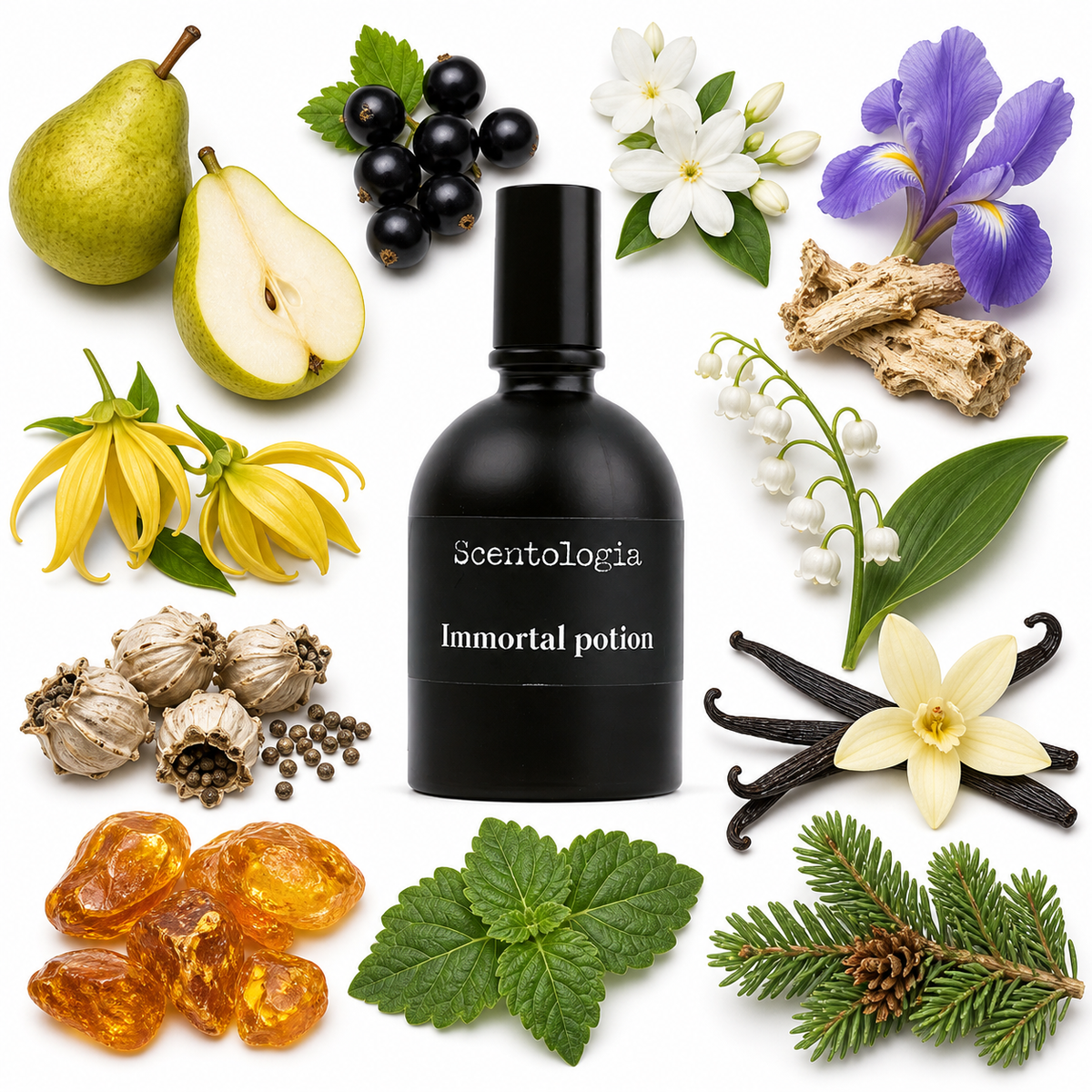 Scentologia Immortal Potion Extrait de Parfum with scent notes