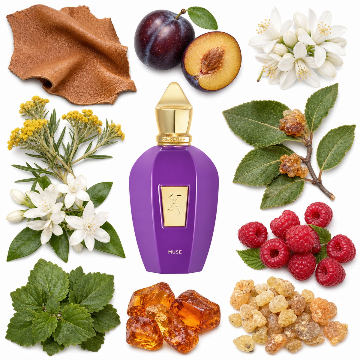 Xerjoff Muse with scent notes