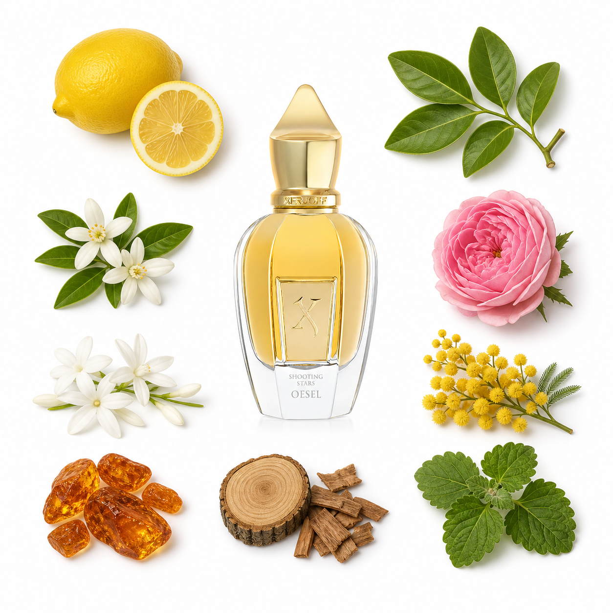Xerjoff Oesel 50 ml with scent notes