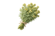 Davana