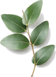 Eucalyptus