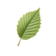 Elm-Leaf