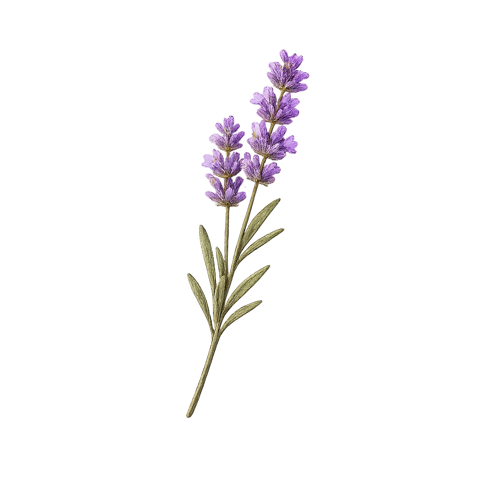 English lavender