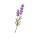 English lavender