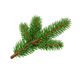 Fir