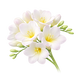 Freesia