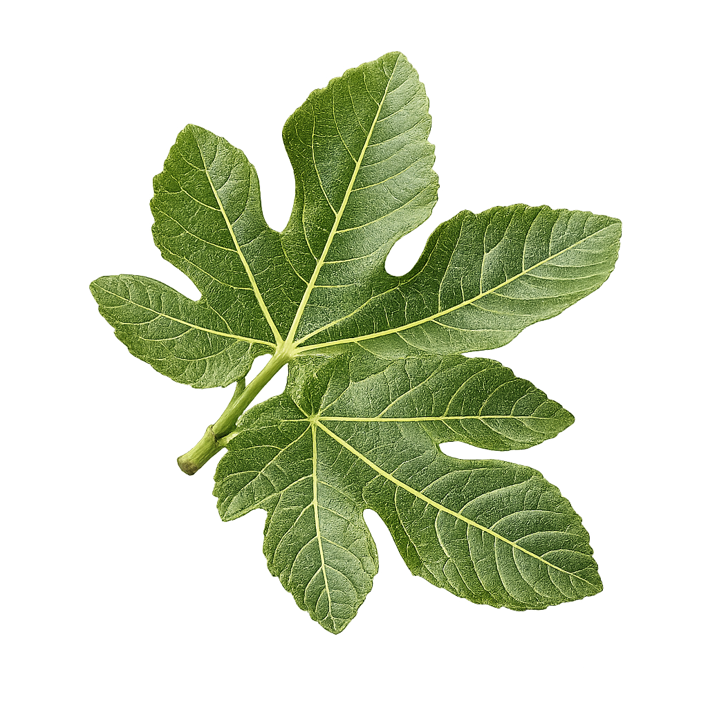 Fig leaf