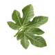 Fig leaf
