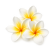 Frangipani