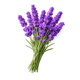 French Lavender