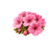 Geranium