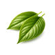 Green Leaf