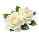 Gardenia