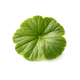 Geranium Leaf