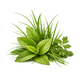 Green notes