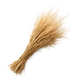 Haitian vetiver