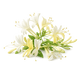 Honeysuckle