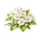Hawthorn